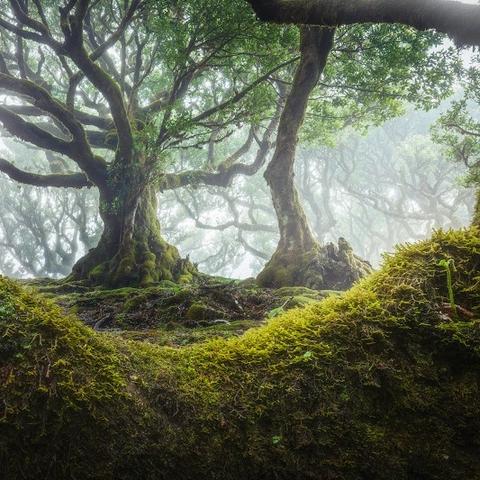 探秘神秘土想森林：古老传说背后隐藏的秘密与奇幻生物们